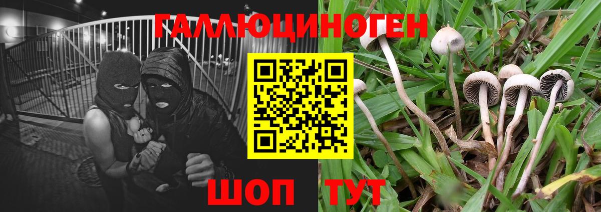 Псилоцибиновые грибы Psilocybine cubensis Усинск
